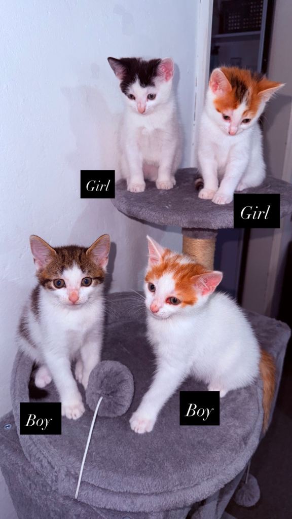 Kittens for sale 