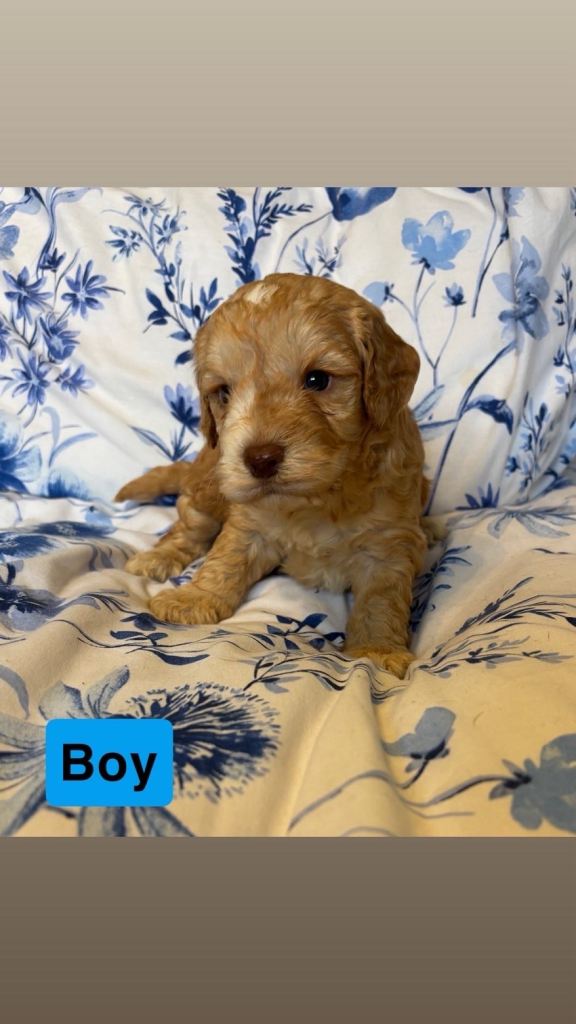Cockapoo puppy boy | in Newmachar, Aberdeen | Gumtree
