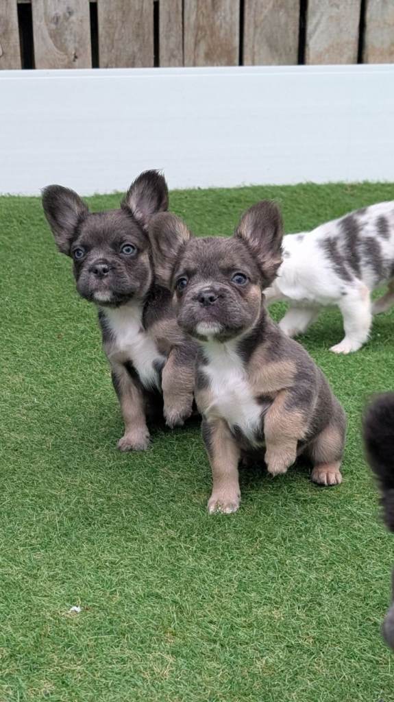 Betty & Bubbles visual fluffy blue lilac tan tri