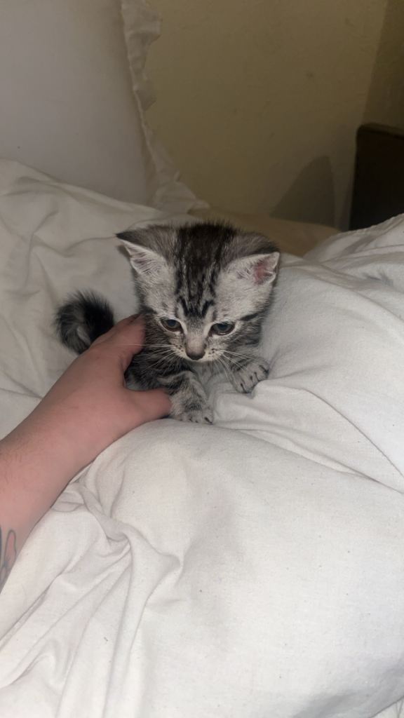 1 beautiful grey kitten for sale 