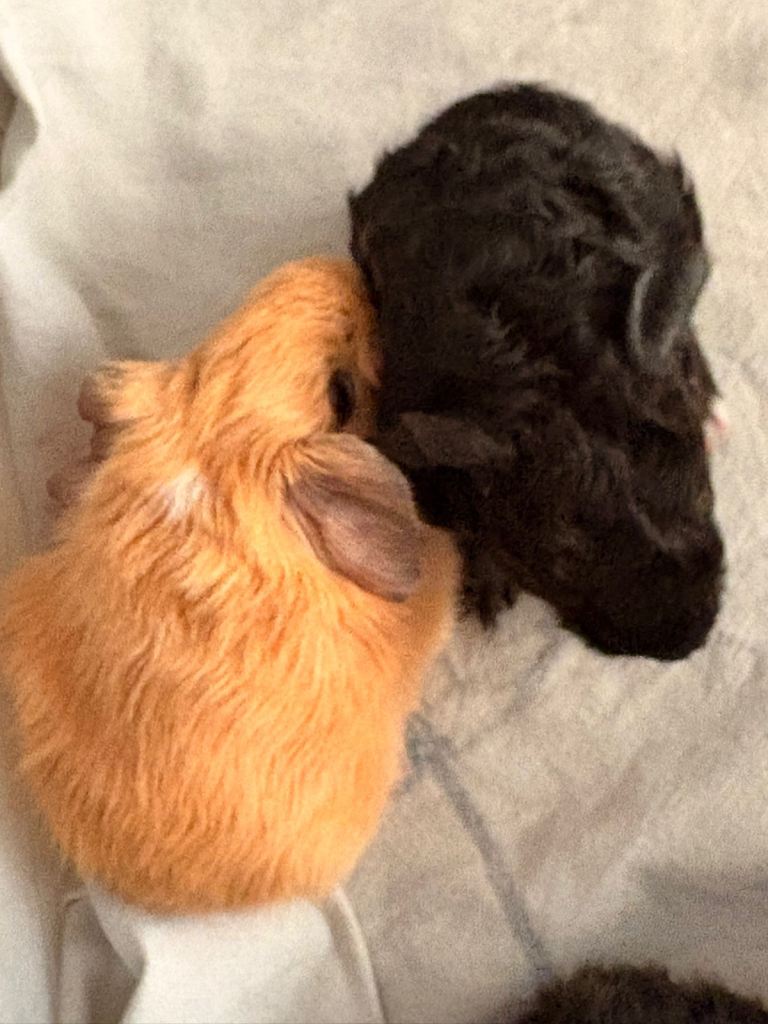 Edit - one ginger little girl left * Beautiful Baby Guinea Pigs looking for good homes ❤️