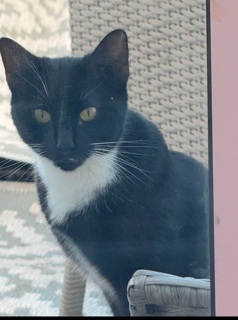Cat for sale ! 