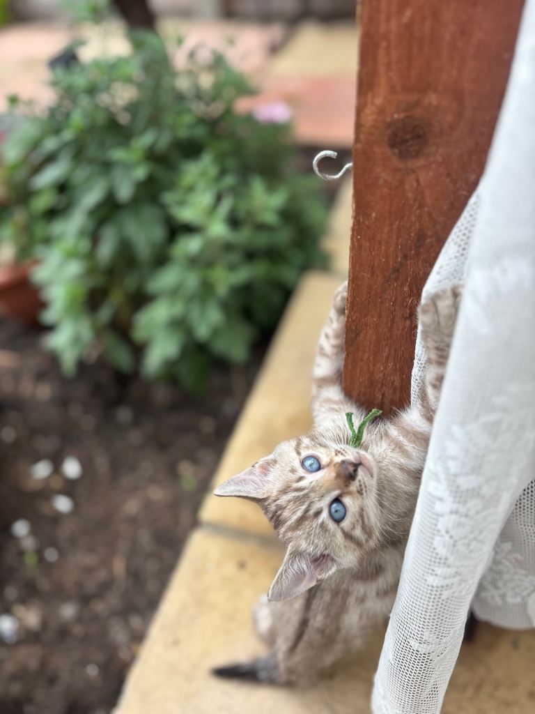 Bengal Kittens Ready For A New Home