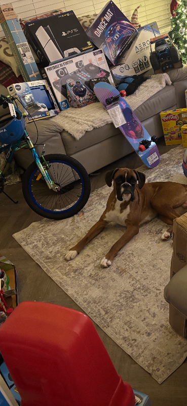 Boxer for sale 
