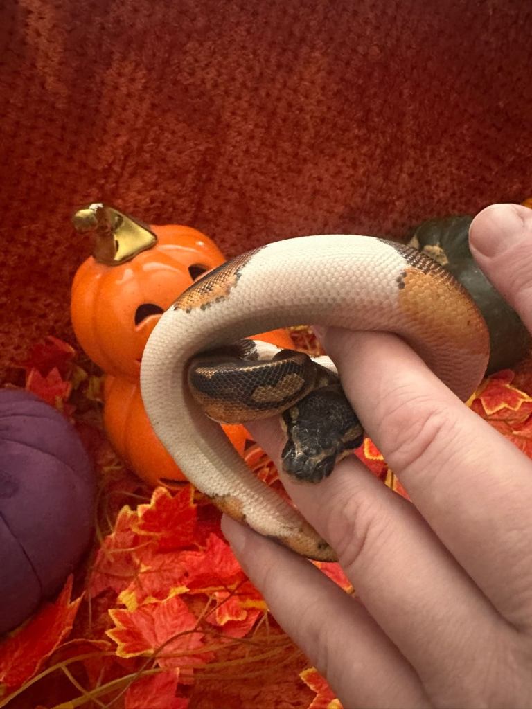 Pied Royal/Ball Python 