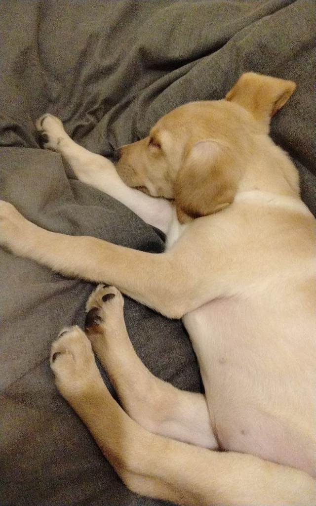 Labrador retriever 11 weeks old