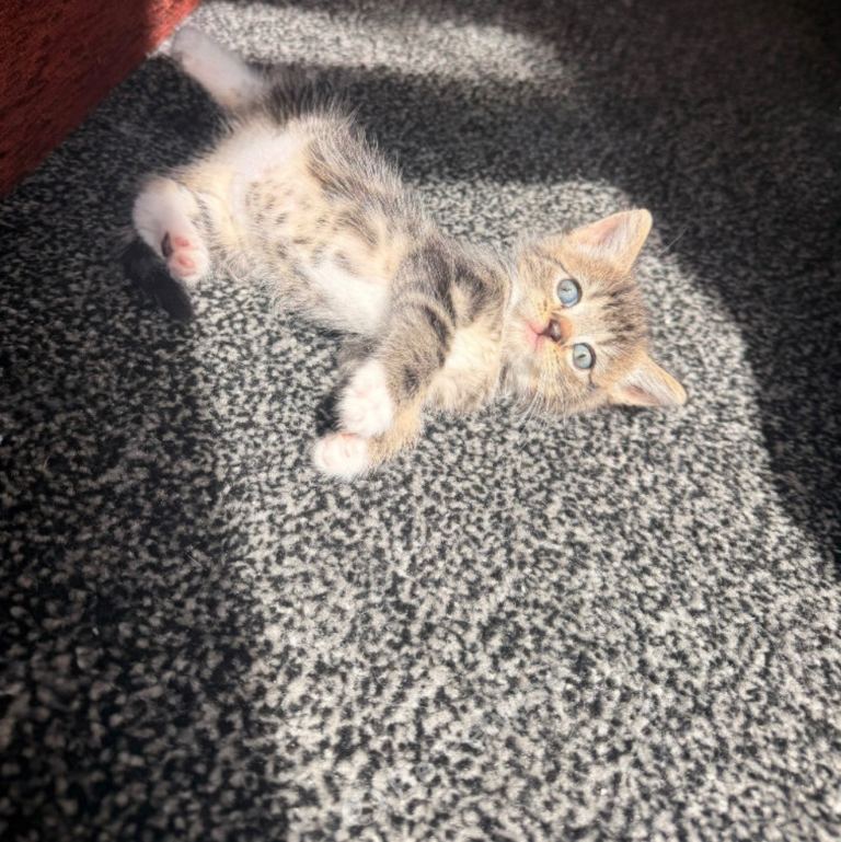 Female bengal mix 