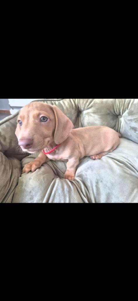 7 miniture Dachshund puppys 