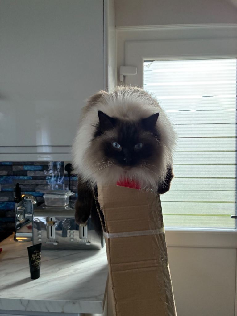 Two RagDolls needing rehomed 