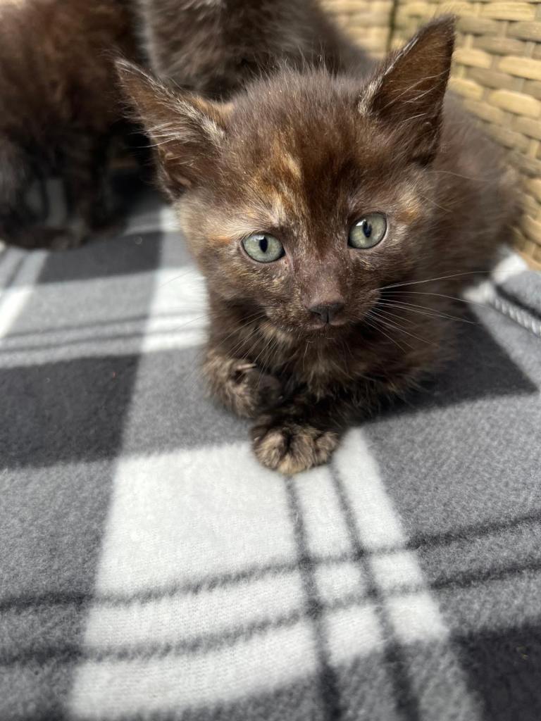 Adorable Tortoiseshell Kittens Looking for Forever Homes