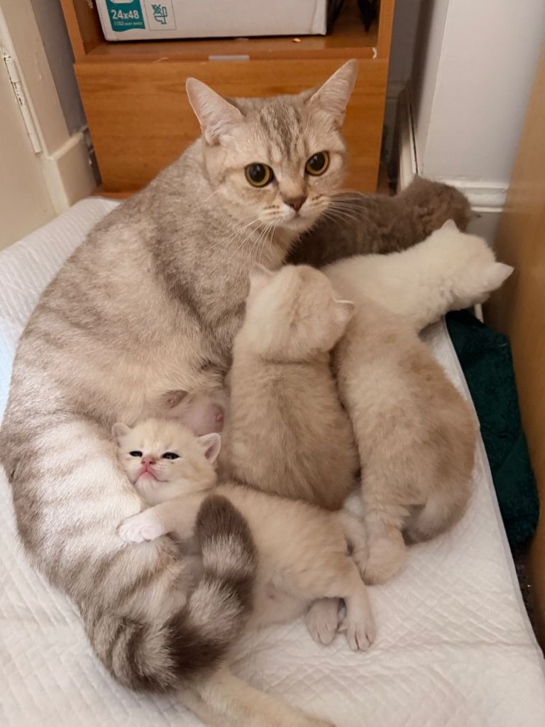 Purebred British Shorthair kittens There are two boys left available for reserve