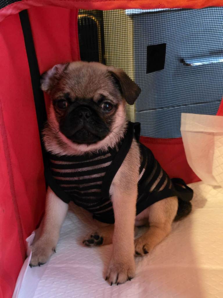 pug puppy 