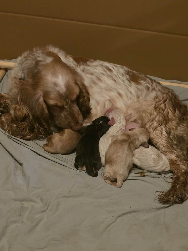 Stunning show type cocker spaniel pups
