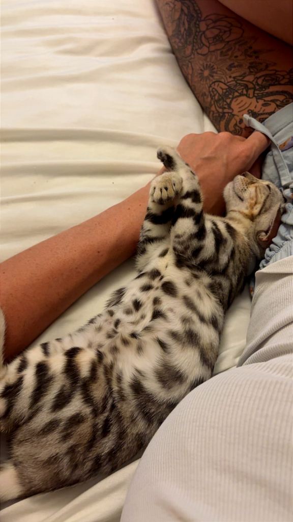 Bengal 4 months for sale 