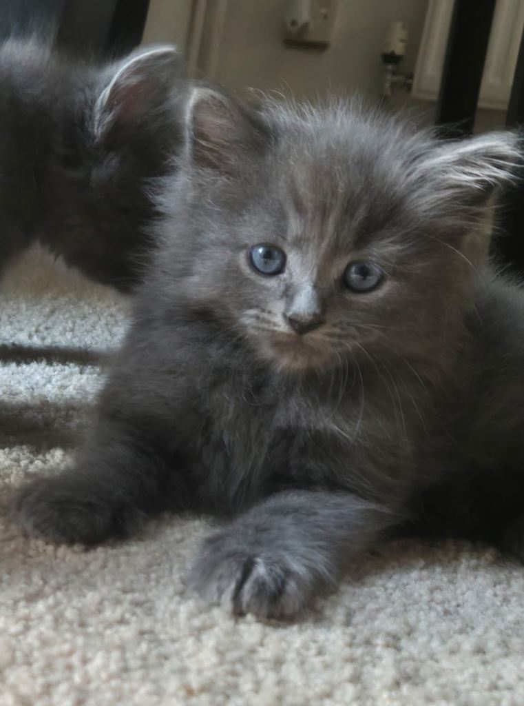 Main coone x ragdoll kittens 