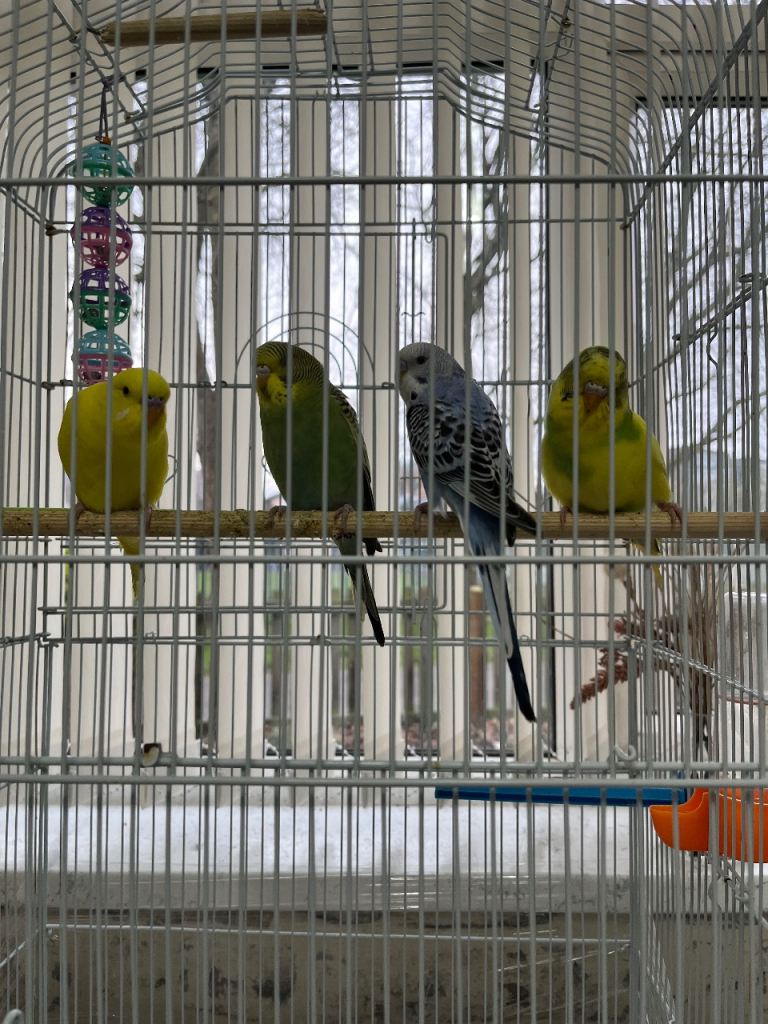 Budgies 