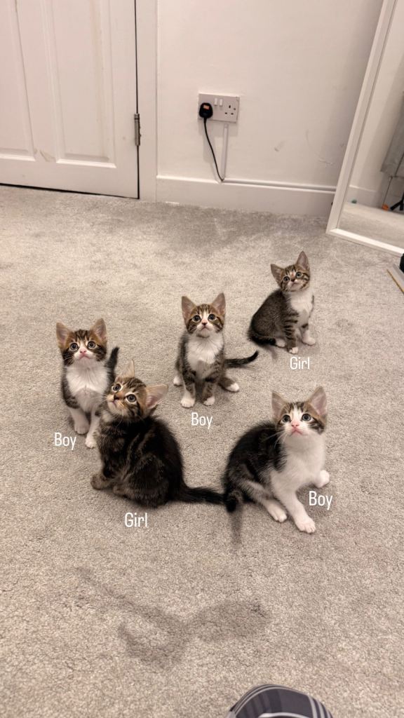 5 kittens available!