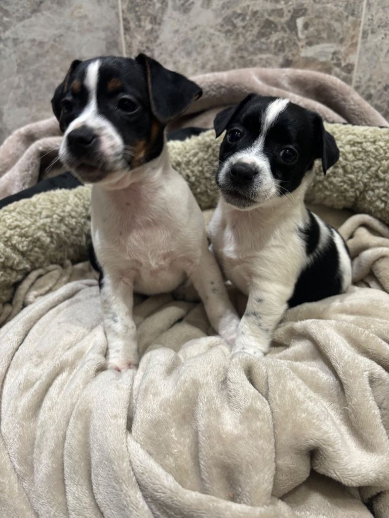 Jack russel puppies 