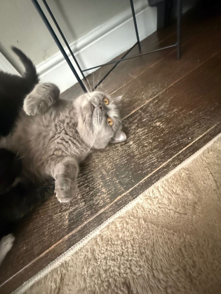 3 x BSH cross kittens