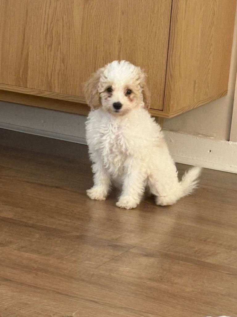 Poochon pup