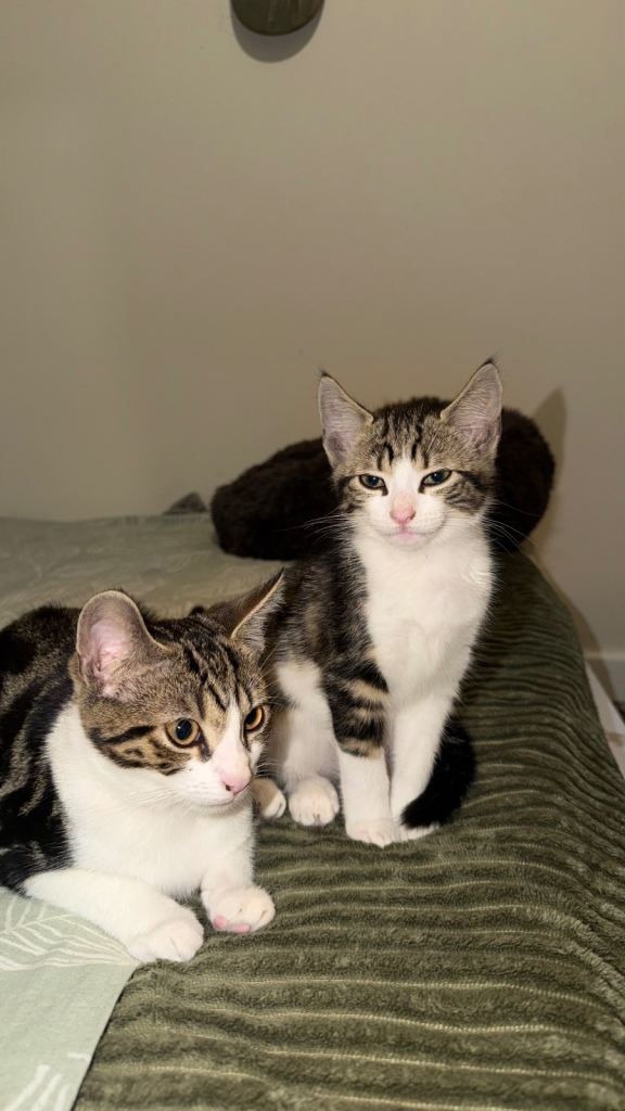 🐾 2 Gorgeous Tabby & White Male Kittens – Looking for Loving Homes ❤️
