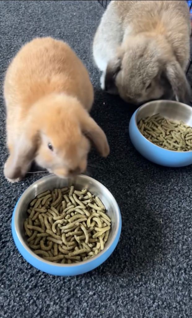 Lop earned mixed rabbits