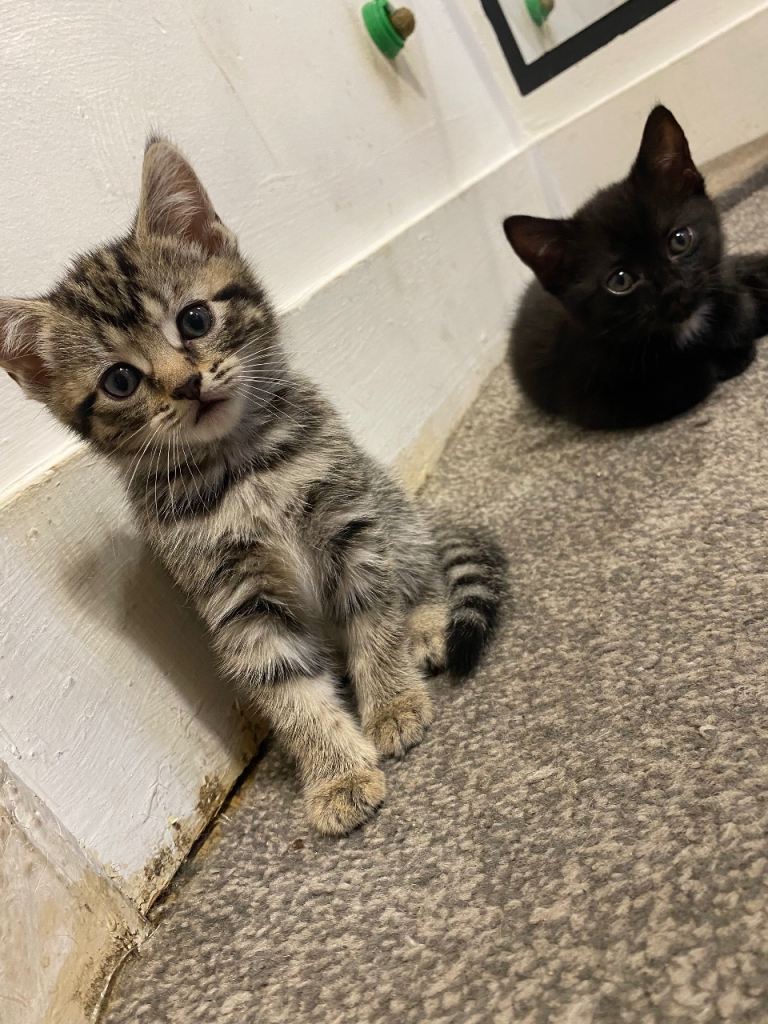 3 beautiful kittens 