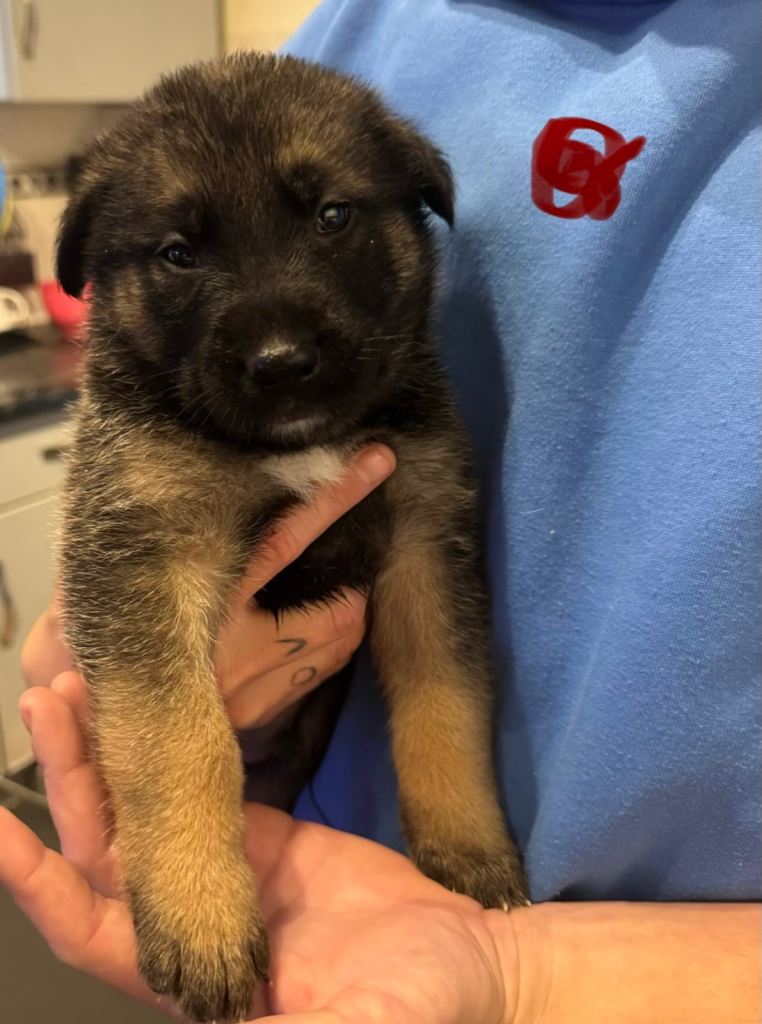 Akita x German shepherd puppies