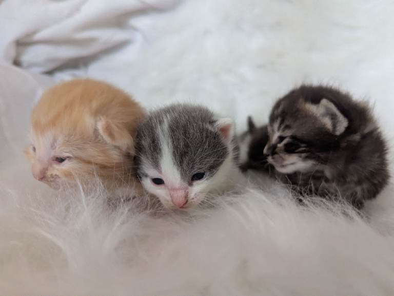 Purr fect pretty kittens..well handled.wormed.litter trained