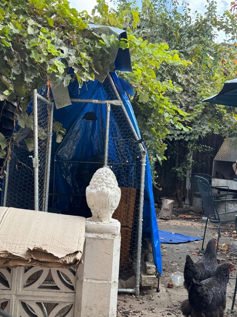 Chicken and chicken coop with runners 
