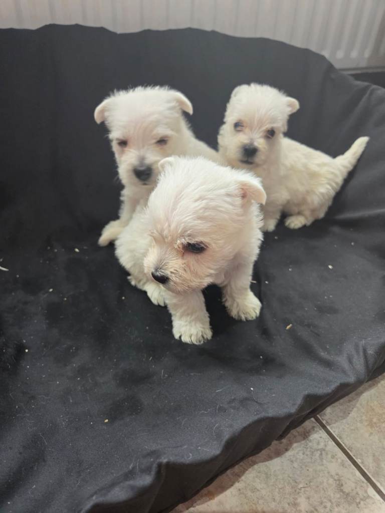 West highland terrier 