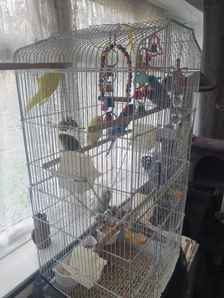 Budgie's For Sale 