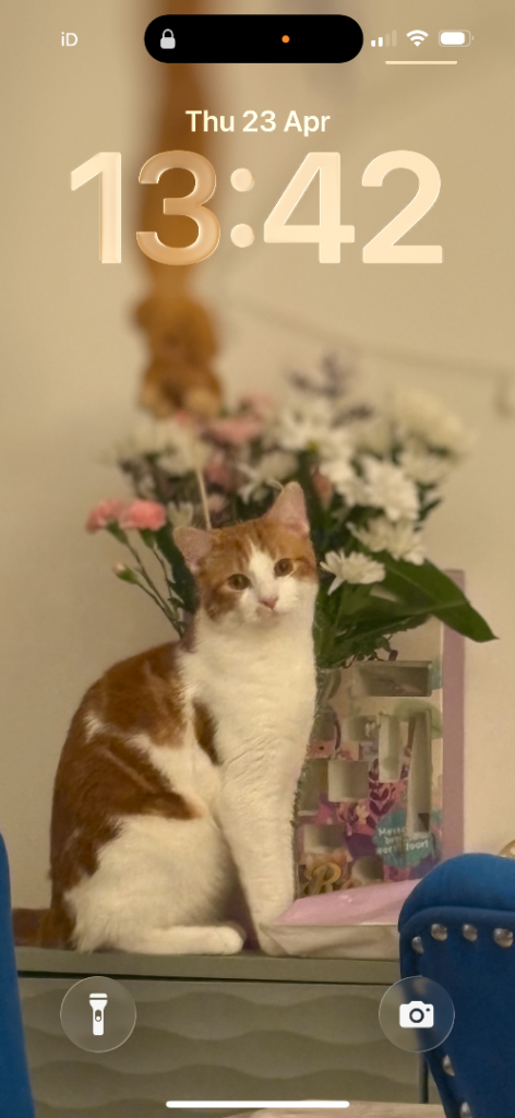 9 month old cat