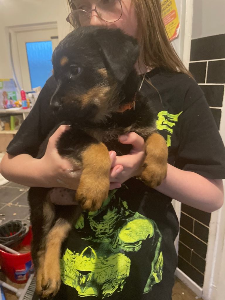 Rottweiler( rusks)