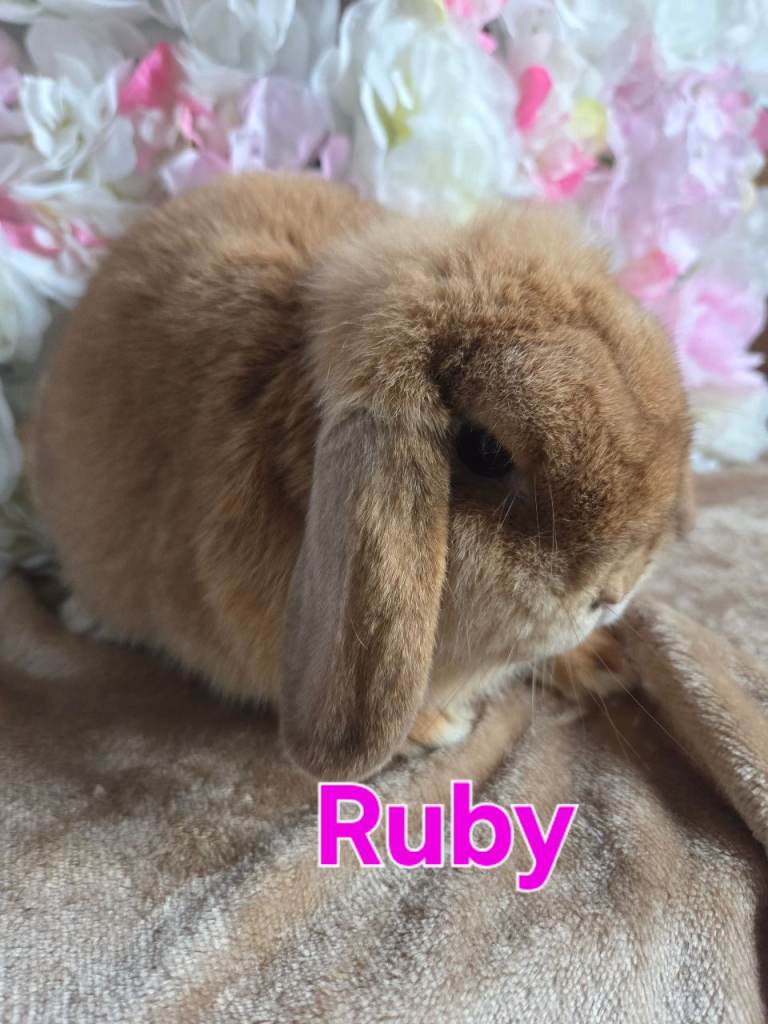 REDUCED!! mini lop and mini rex boys and girls available 