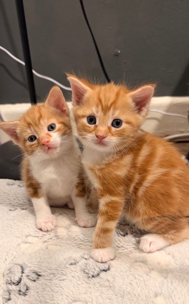 🐾 Beautiful Ginger Kitten – Looking for Loving Homes 🐾