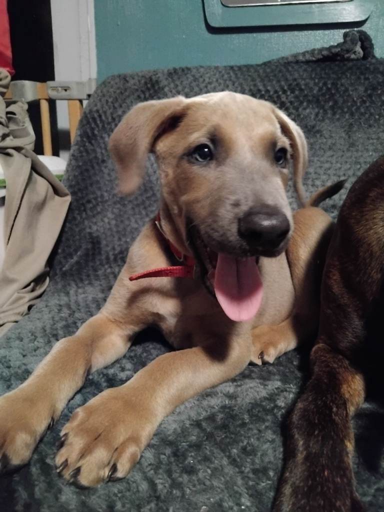 Stunning 8 week old male lurcher puppy