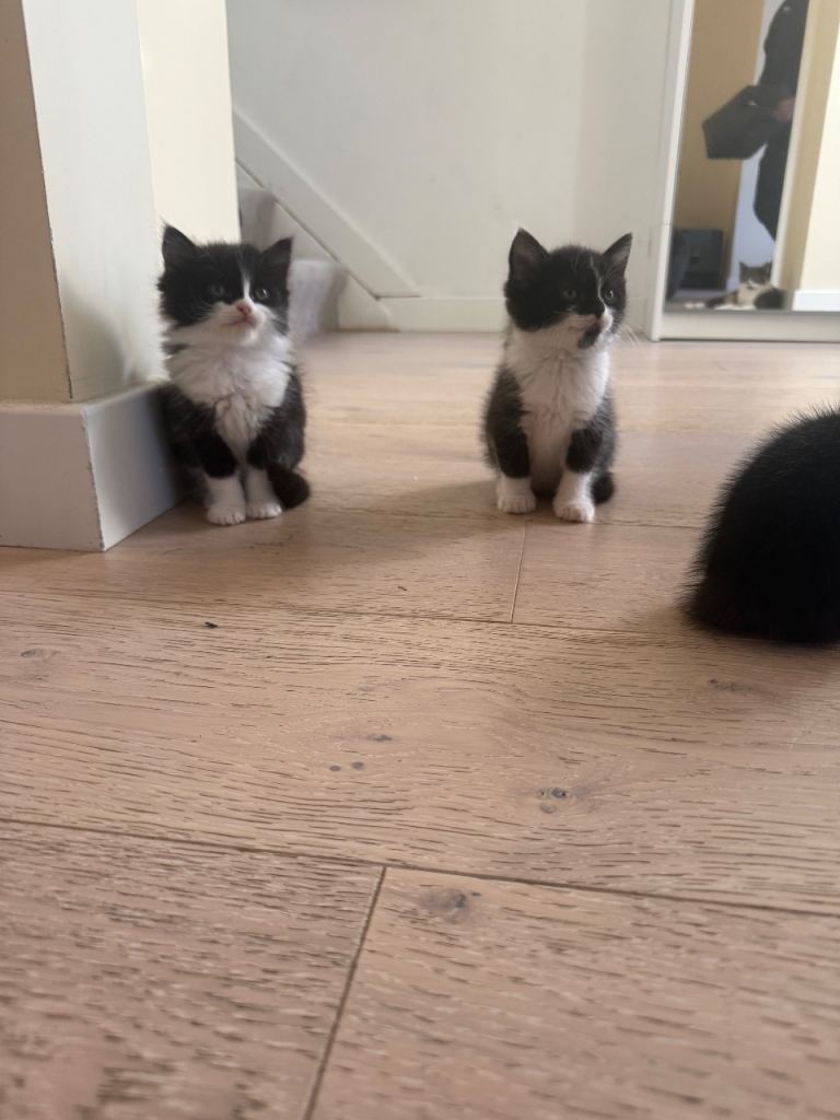 Mixed british shorthair kittens 