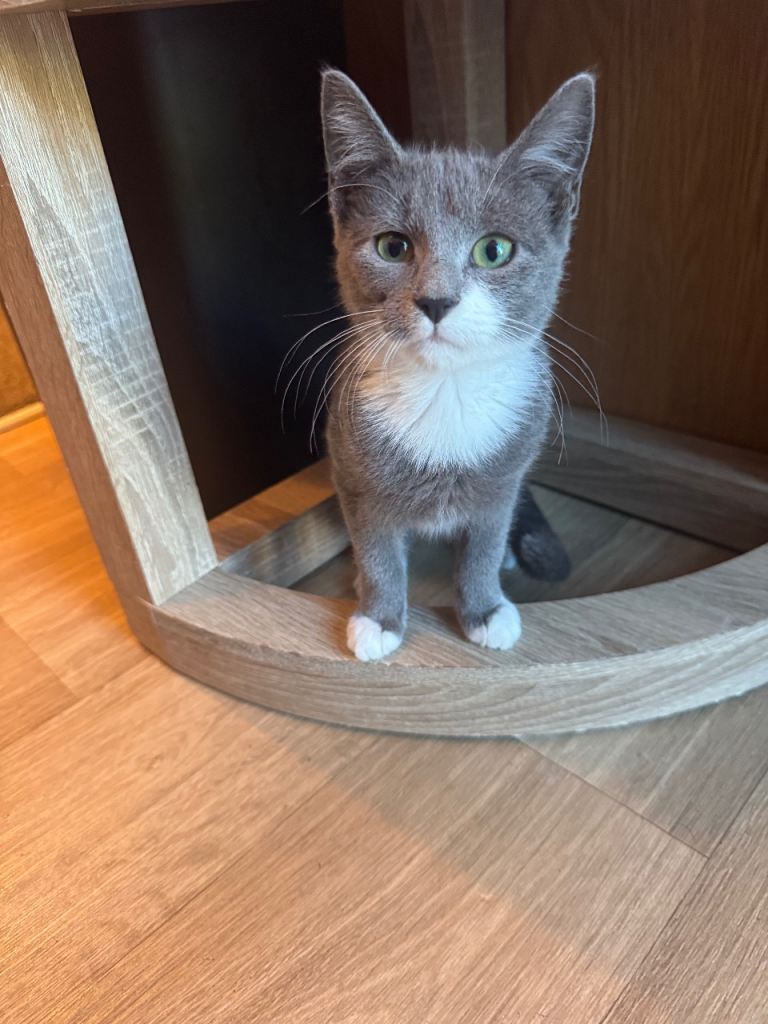 Ragdoll Russian blue cross