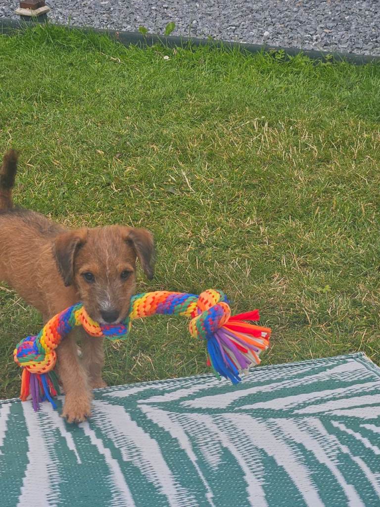 Two parson x lakeland pups