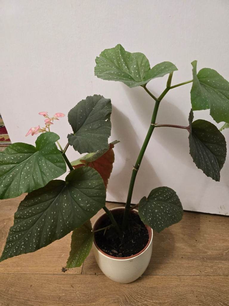 begonia angle wings for sale 