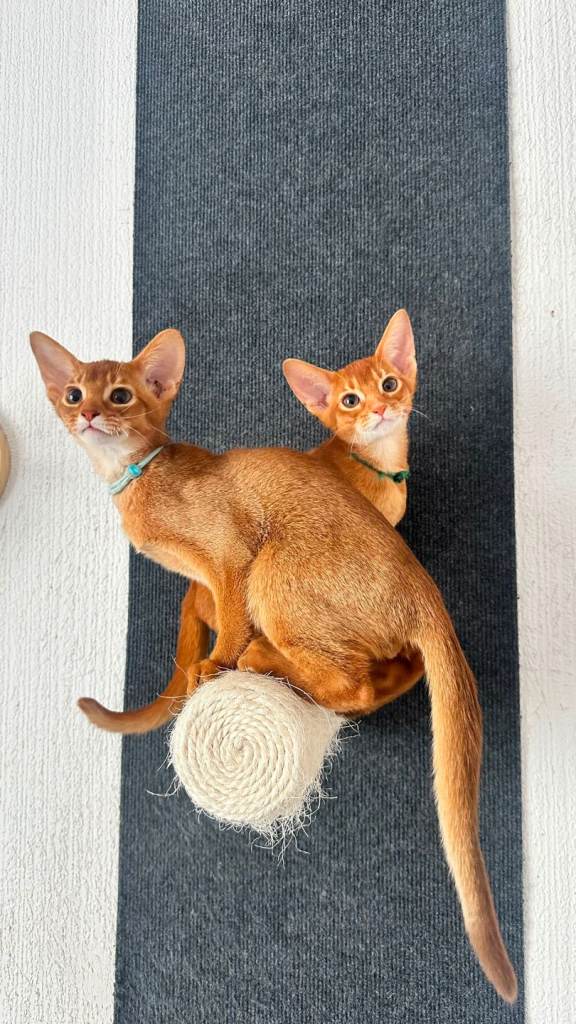 Abyssinian kitten's 