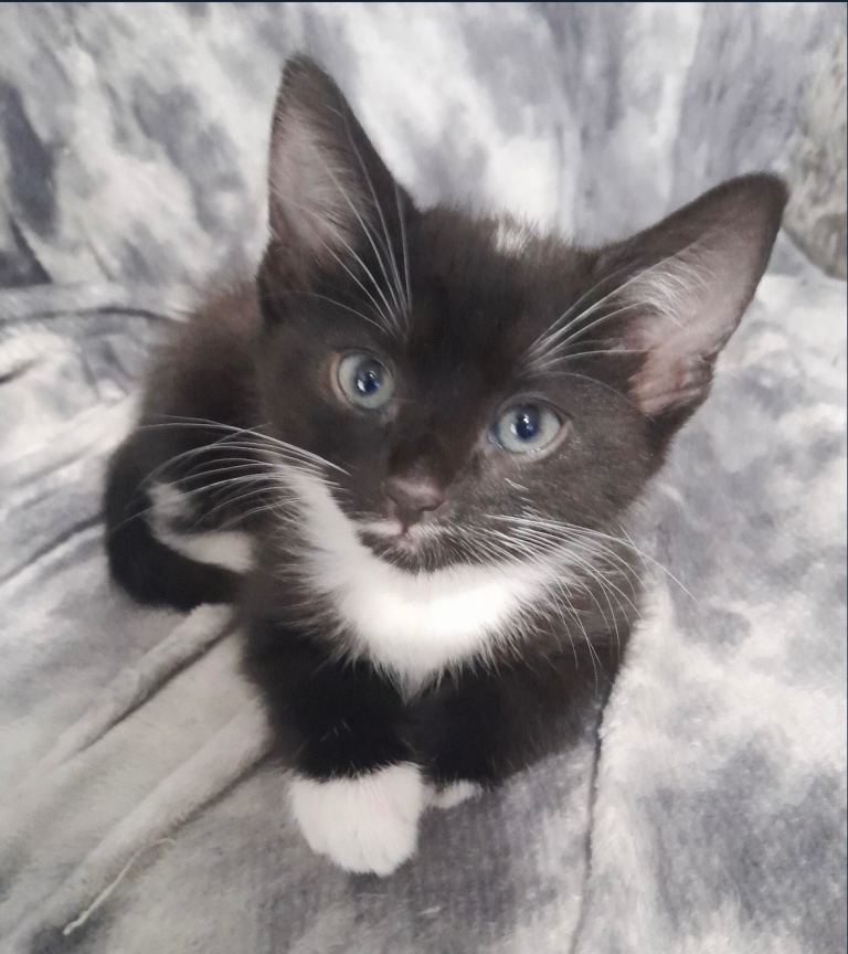 Mixed breed kitten