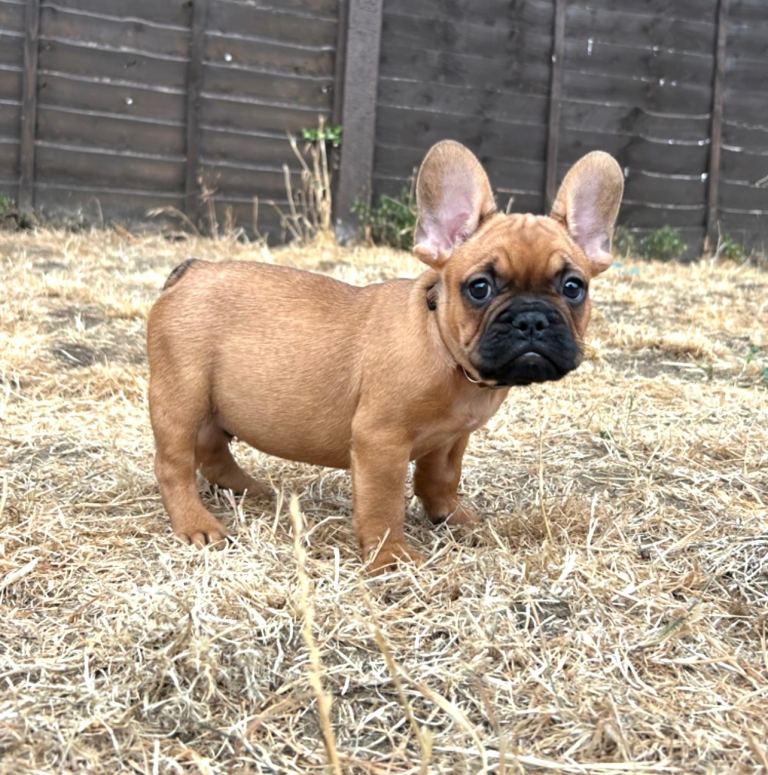 French bulldog puppies