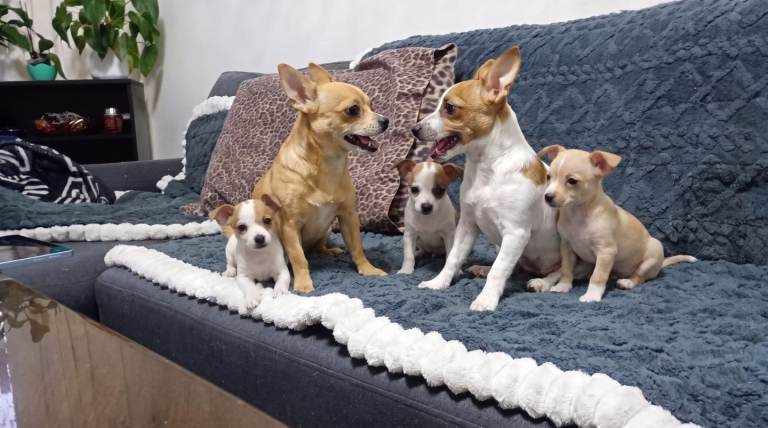 3 beautiful puppies for sale