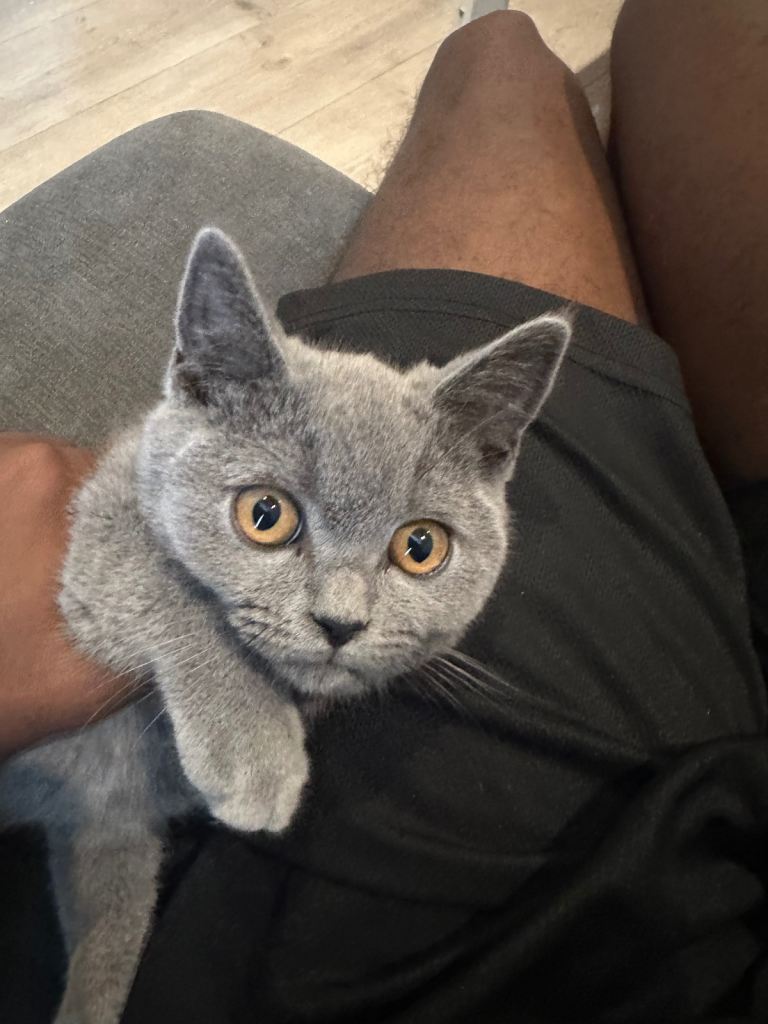 Grey British shorthair kitten