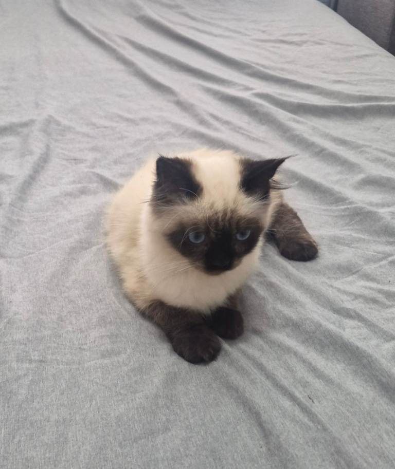 Ragdoll kitten ready now