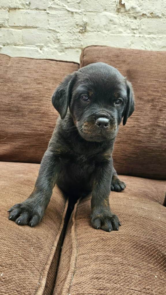 Cane corso x 