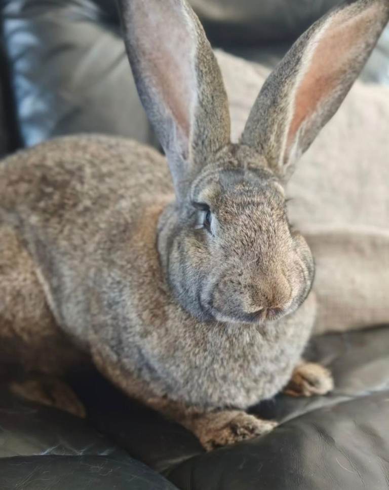 Giant rabbit looking for new home