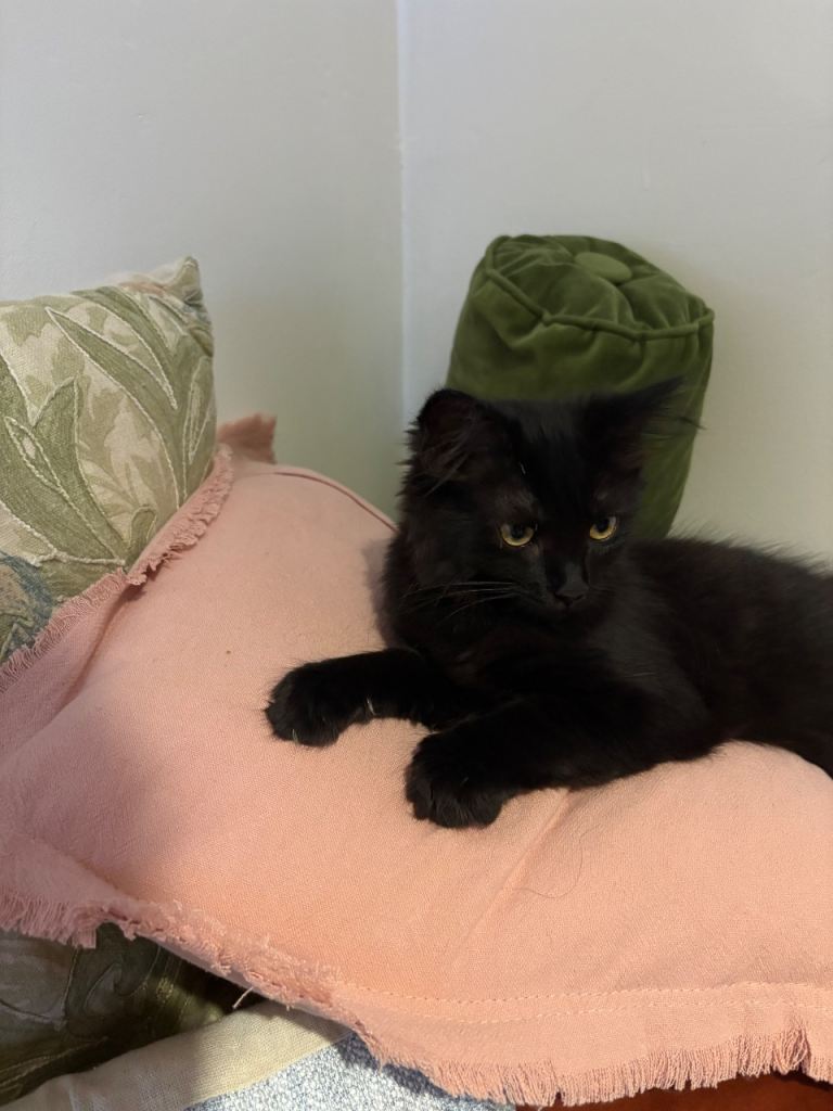 Mixed female ragdoll kitten